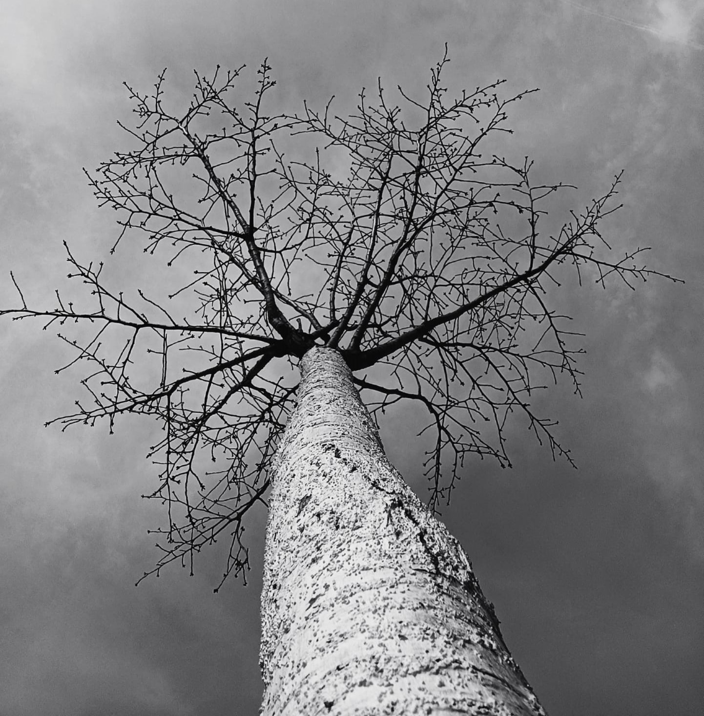 Baum
